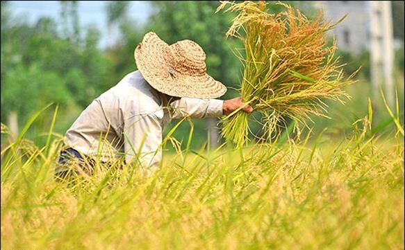 کاهش ملموس قیمت برنج در سفره گلستانی ها