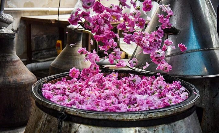 گنبدکاووس برای نخستین‌بار میزبان جشنواره ملی گل و گلاب‌گیری می‌شود