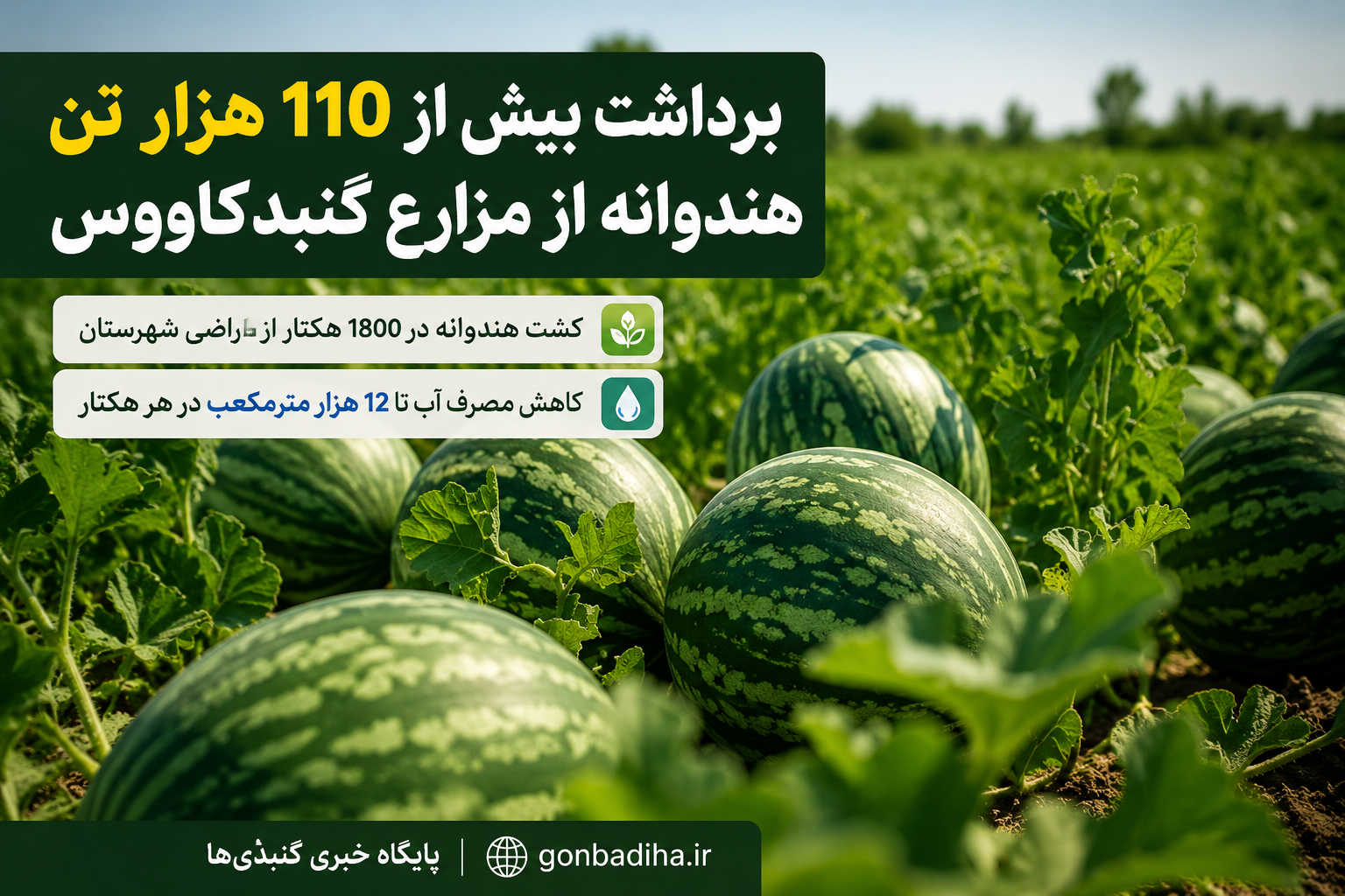 برداشت بیش از ۱۱۰ هزار تن هندوانه از مزارع گنبدکاووس